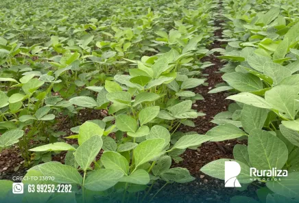 Fazenda / Sítio / Chácara à venda, 484m² no , Lagoa da Confusão