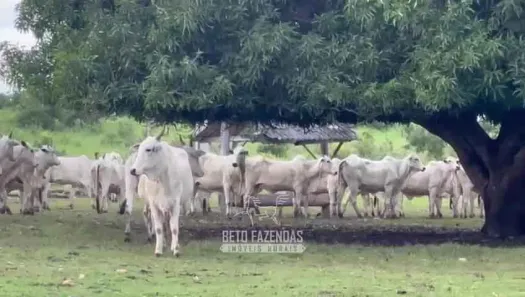 Fazenda / Sítio / Chácara à venda, 17230400m² no , Paranã