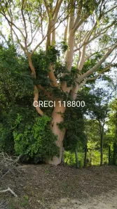 Fazenda / Sítio / Chácara com 4 Quartos à venda, 84700m² no Centro, Capivari