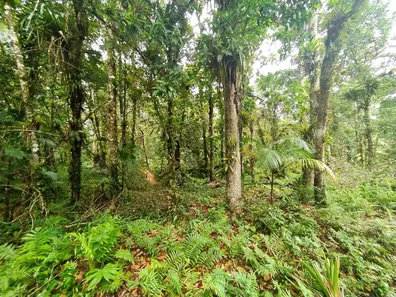 Terreno / Lote / Condomínio à venda, 5000m² no Jardim Ouro Fino, Paranaguá