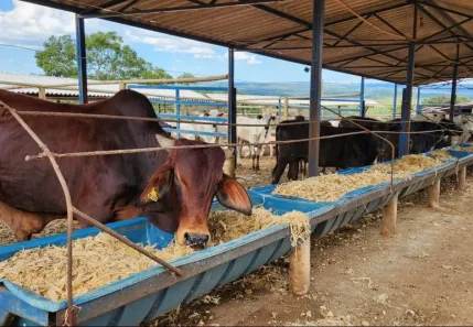Fazenda / Sítio / Chácara à venda, 333m² no Área Rural de Santo Antônio do Descoberto, Santo Antônio do Descoberto