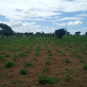 Fazenda / Sítio / Chácara com 3 Quartos à venda, 6000m² no , Vera Cruz