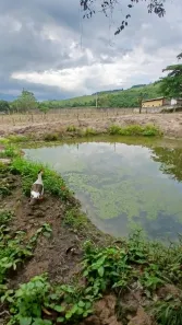 Fazenda / Sítio / Chácara com 2 Quartos à venda, 31000m² no , Tanguá