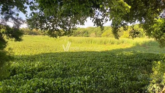 Fazenda / Sítio / Chácara com 3 Quartos para venda ou aluguel, 90m² no Santa Terezinha, Paulínia