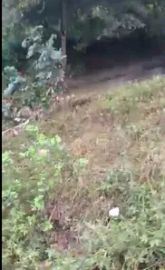 Fazenda / Sítio / Chácara à venda, 2000m² no , Joaquim Gomes
