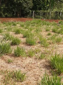 Fazenda / Sítio / Chácara à venda, 2500m² no , Ibiporã