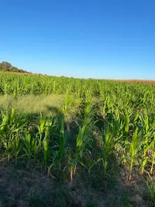 com 3 Quartos à venda, 180m² no , Santa Maria do Tocantins
