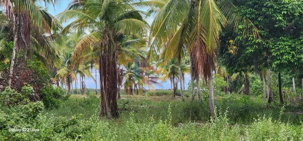 Terreno / Lote / Condomínio à venda, 8500m² no Canavieiras, Canavieiras