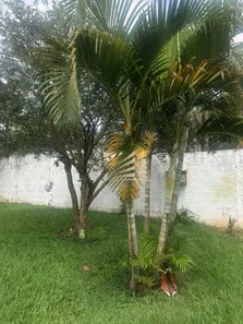 Fazenda / Sítio / Chácara com 3 Quartos à venda, 2000m² no Cuiabá, Nazaré Paulista