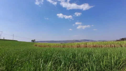 Terreno / Lote / Condomínio à venda, 5000m² no , Cravinhos