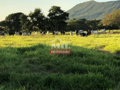 Fazenda / Sítio / Chácara à venda, 500m² no Centro, Formosa