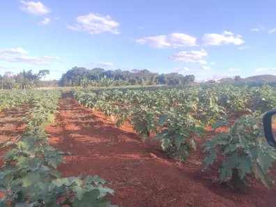 Fazenda / Sítio / Chácara com 3 Quartos à venda, 50300m² no , Brasília
