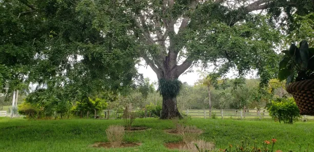Fazenda / Sítio / Chácara à venda, 690m² no , Padre Bernardo