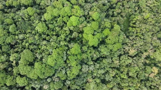 Fazenda / Sítio / Chácara à venda, 290400m² no , Antonina