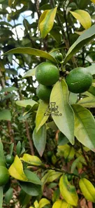 Fazenda / Sítio / Chácara com 2 Quartos à venda, 100m² no Assaí, Assaí