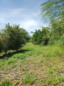 Fazenda / Sítio / Chácara com 1 Quarto à venda, 5000m² no condomínio chácaras Itaúna, Ibiporã