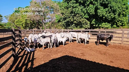 Fazenda / Sítio / Chácara à venda, 17900000m² no , Rio Sono