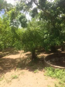 Fazenda / Sítio / Chácara com 4 Quartos à venda, 120000m² no , Aliança