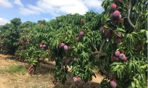 Fazenda / Sítio / Chácara à venda, 22000000m² no Centro, Petrolina