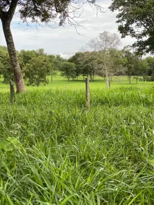 Fazenda / Sítio / Chácara com 1 Quarto à venda, 190000000m² no Bezerra, Formosa