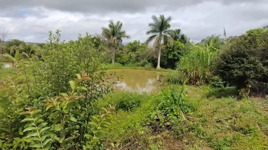 Fazenda / Sítio / Chácara com 4 Quartos à venda, 20000m² no Ponte Alta Norte, Brasília