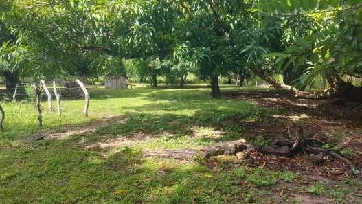 Fazenda / Sítio / Chácara à venda, 1m² no , Paranã