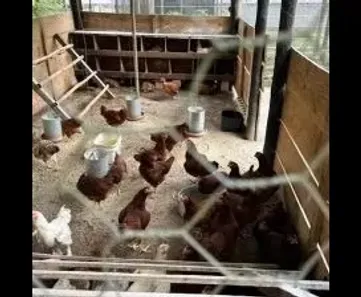 Fazenda / Sítio / Chácara com 4 Quartos à venda, 60000m² no Tinguá, Nova Iguaçu