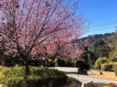Casa de Condomínio com 5 Quartos para venda ou aluguel, 700m² no , Campos do Jordão