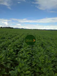 Fazenda / Sítio / Chácara à venda, 15972000m² no Área Rural de Gurupi, Gurupi