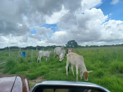 Fazenda / Sítio / Chácara com 3 Quartos à venda, 30000m² no Centro, Taipu