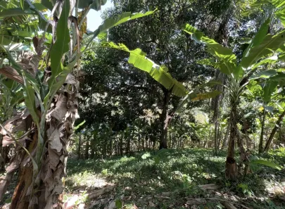 Fazenda / Sítio / Chácara com 2 Quartos à venda, 150m² no , Pacoti