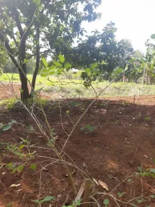 Fazenda / Sítio / Chácara à venda, 2500m² no , Ibiporã