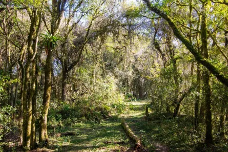 Fazenda / Sítio / Chácara à venda, 97075m² no Weissópolis, Pinhais