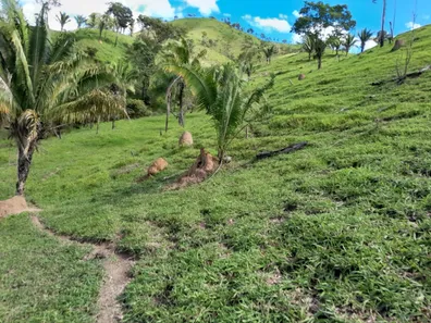 Fazenda / Sítio / Chácara com 3 Quartos à venda, 2565000m² no , Padre Bernardo