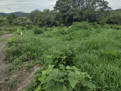 Terreno / Lote Comercial à venda, 20000m² no Zona Rural, Fortuna de Minas