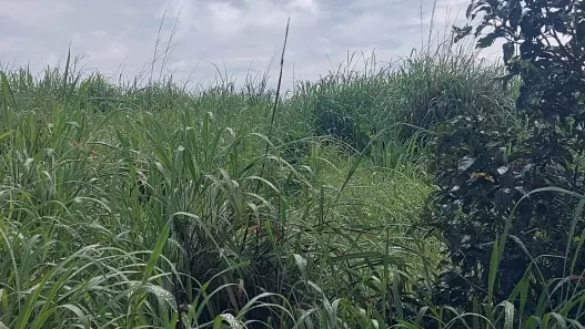 Fazenda / Sítio / Chácara à venda, 1m² no , Paranã