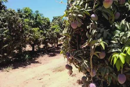 Fazenda / Sítio / Chácara à venda, 22000000m² no Centro, Petrolina