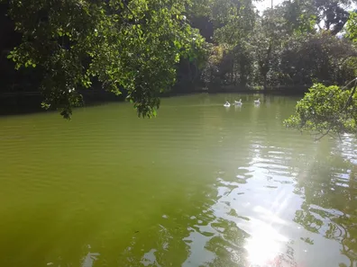 Fazenda / Sítio / Chácara com 8 Quartos à venda, 14000m² no Mosela, Petrópolis