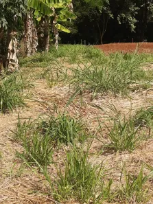 Fazenda / Sítio / Chácara à venda, 2500m² no , Ibiporã