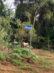 Fazenda / Sítio / Chácara à venda, 2499m² no Condomínio Horizontal Marajoara, Ibiporã