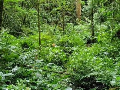 Fazenda / Sítio / Chácara com 1 Quarto à venda, 24200m² no Felpudo, Campo Largo
