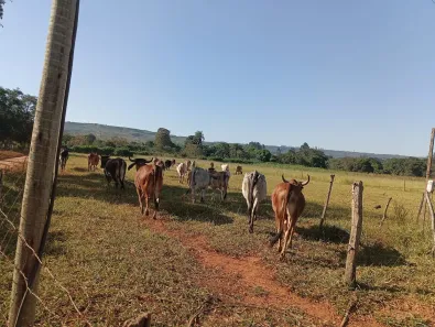 Fazenda / Sítio / Chácara à venda, 20000m² no Jardim Lago Azul, Novo Gama