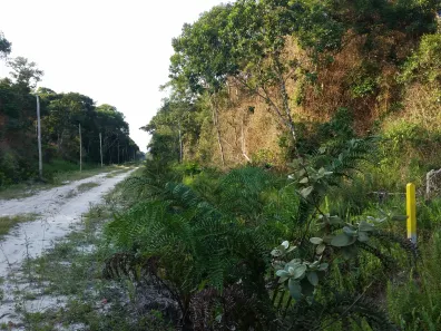 Terreno / Lote / Condomínio à venda, 5000m² no Praia do Ervino, São Francisco do Sul