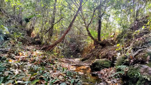 Fazenda / Sítio / Chácara à venda, 20000m² no Setor de Habitações Individuais Sul, Brasília