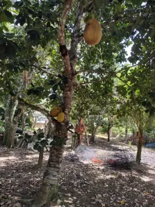 Fazenda / Sítio / Chácara com 3 Quartos à venda, 7000m² no , Satuba