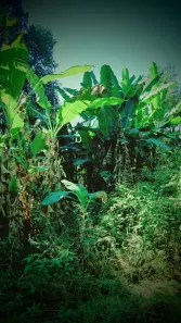 Fazenda / Sítio / Chácara com 1 Quarto à venda, 6000m² no Pitangas, Tanguá