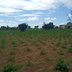 Fazenda / Sítio / Chácara com 3 Quartos à venda, 6000m² no , Vera Cruz