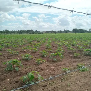 Fazenda / Sítio / Chácara com 3 Quartos à venda, 6000m² no , Vera Cruz