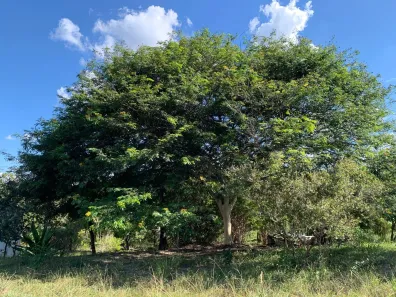 Fazenda / Sítio / Chácara com 3 Quartos à venda, 22000m² no , Santa Luzia