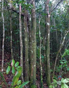 Fazenda / Sítio / Chácara à venda, 55000m² no Alpes Suiços, Gravatá